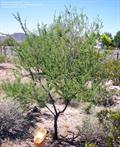 Acacia Greggii